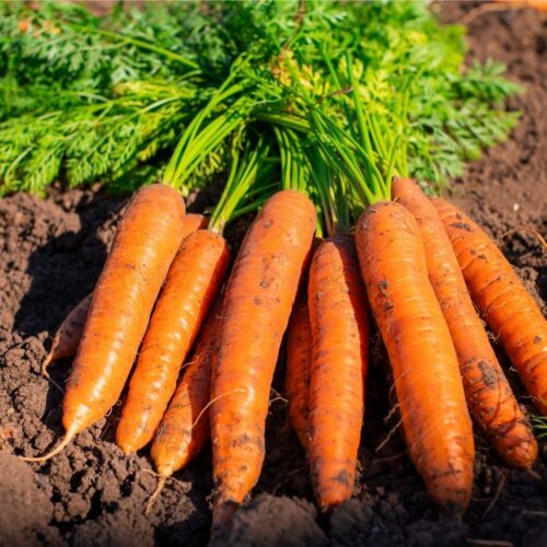 Fresh Carrots