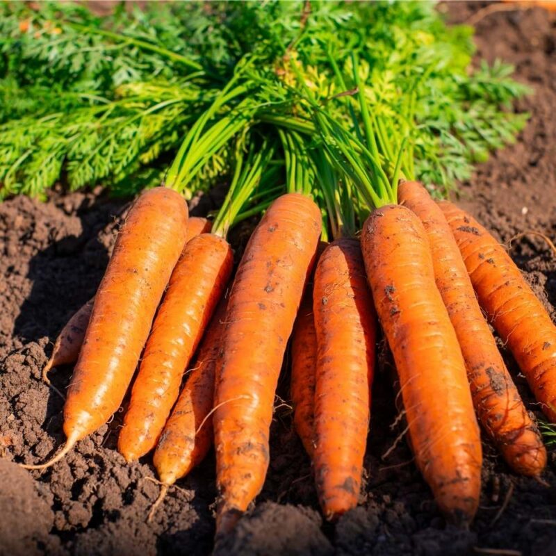 Fresh Carrots