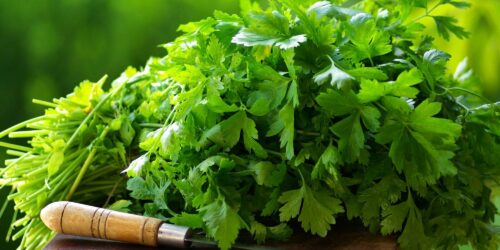 fresh corriander Fresh Coriander