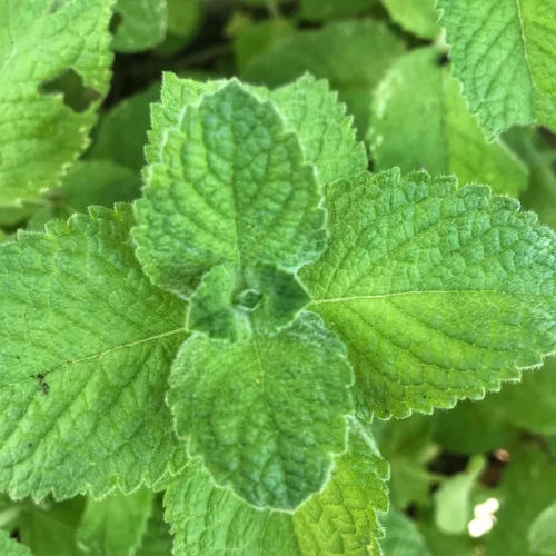 fresh mint Fresh mint