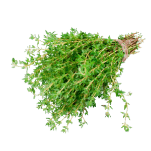 Fresh Thyme