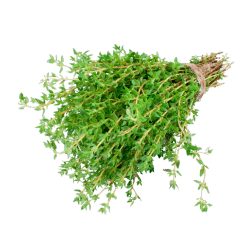 fresh thyme Fresh Thyme